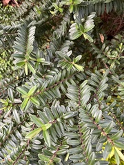 Veronica elliptica