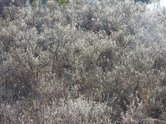 Dasiphora fruticosa