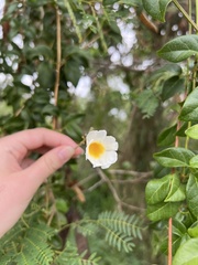 Amphilophium lactiflorum