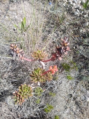 Echeveria quitensis