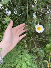 Amphilophium lactiflorum