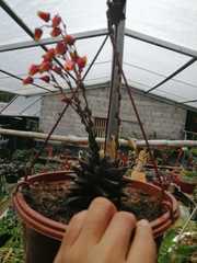 Echeveria purpusorum