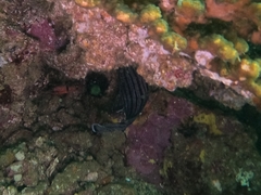 Pareques fuscovittatus