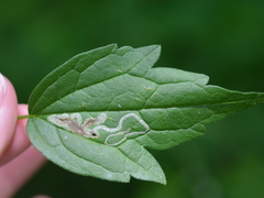 Phytomyza loewii