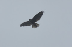 Buteo albigula