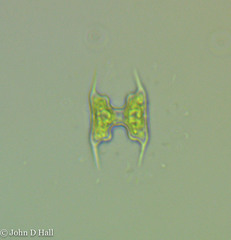 Staurodesmus extensus