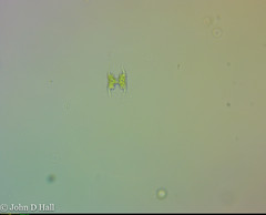 Staurodesmus extensus