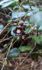 Lardizabala biternata