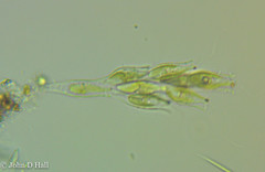 Dinobryon sertularia