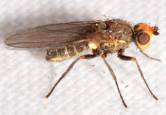 Phytomyza gymnostoma