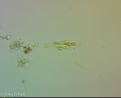 Dinobryon sertularia