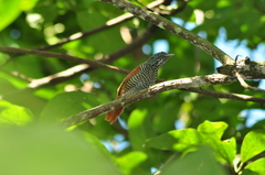 Thamnophilus palliatus