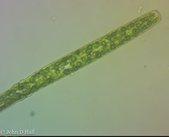 Pleurotaenium trabecula