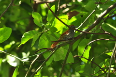 Thamnophilus palliatus