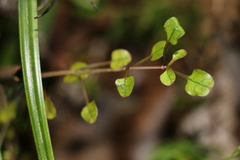 Coprosma arborea