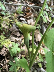 Uromyces ari-triphylli