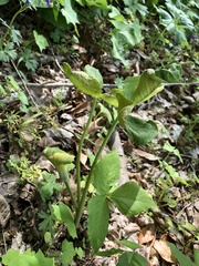 Uromyces ari-triphylli