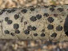 Diatrype disciformis