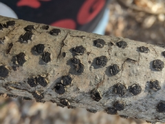 Diatrype disciformis