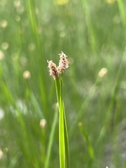 Eleocharis compressa