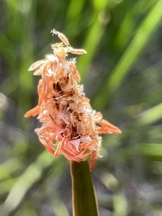 Eleocharis compressa