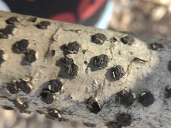 Diatrype disciformis