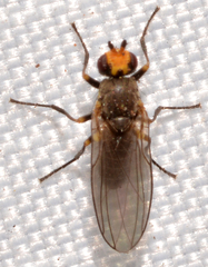 Phytomyza gymnostoma