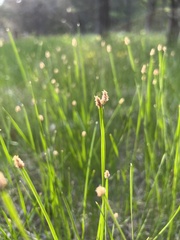 Eleocharis compressa