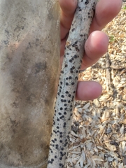 Diatrype disciformis