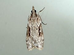 Scoparia plagiotis