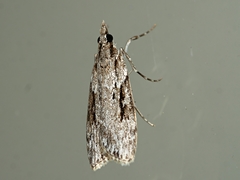 Scoparia plagiotis