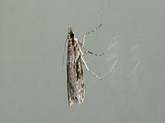 Scoparia plagiotis