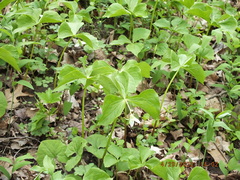 Trillium flexipes