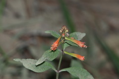 Cuphea appendiculata