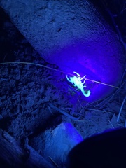 Centruroides sculpturatus