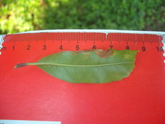 Caloptilia chalcodelta