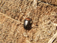 Microtheca semilaevis