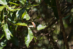 Consul excellens genini