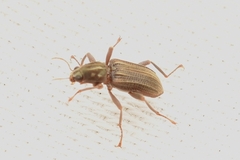 Stenelmis occidentalis