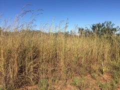 Andropogon gayanus