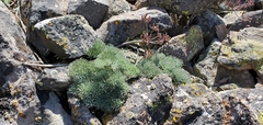 Lomatium tuberosum
