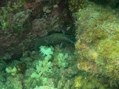 Rypticus bicolor