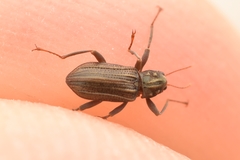 Stenelmis occidentalis