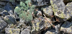 Lomatium tuberosum