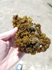 Colpomenia tuberculata