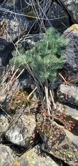 Lomatium tuberosum