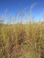 Andropogon gayanus