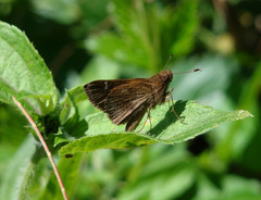 Cymaenes odilia