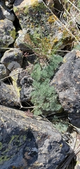 Lomatium tuberosum