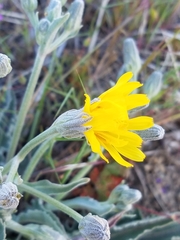 Crepis intermedia